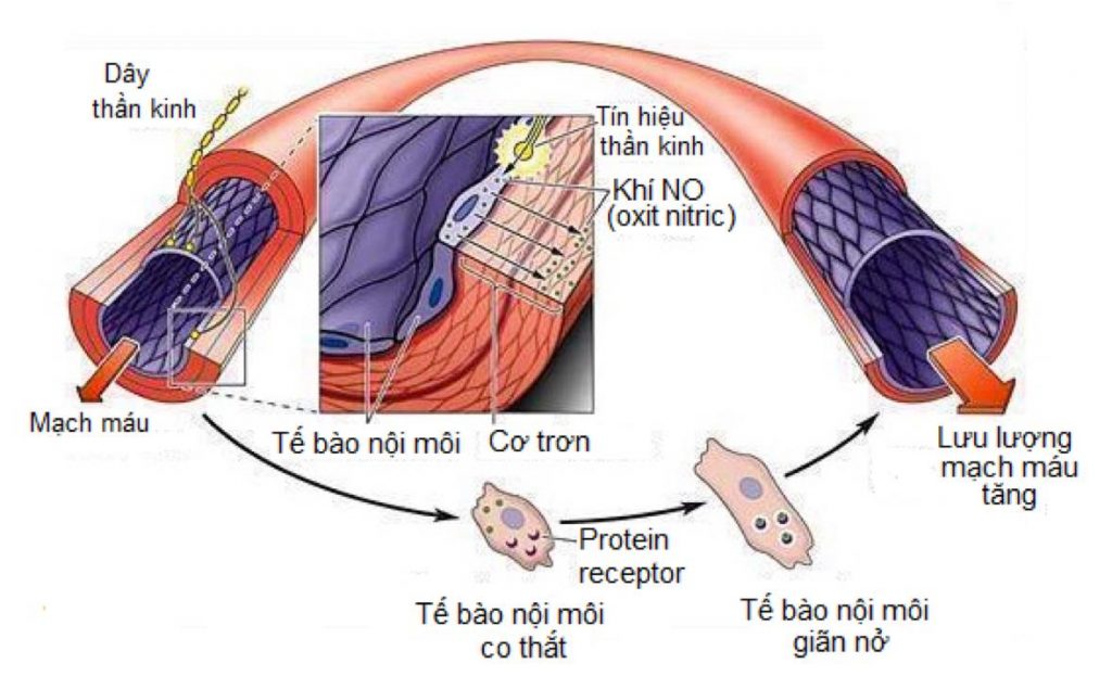 Vai trò của Oxit nitric (NO) đối với mạch máu